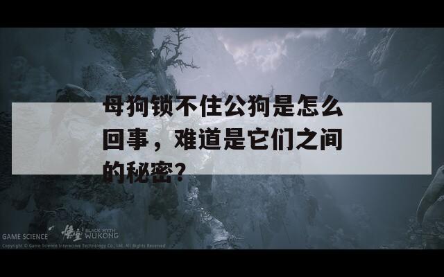 母狗锁不住公狗是怎么回事，难道是它们之间的秘密？